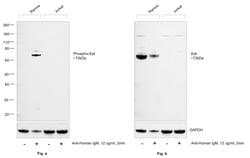 Invitrogen Phospho-Syk (Tyr525, Tyr526) Monoclonal Antibody (F.724.5) 100