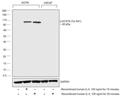 Invitrogen Phospho-STAT6 (Tyr641) Monoclonal Antibody (J.187.3) 100 &mu;L;