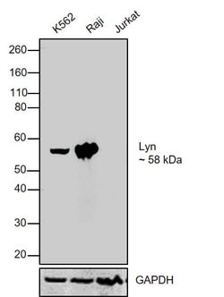 Invitrogen Lyn Monoclonal Antibody (R.677.10) 100 &mu;L | Buy Online | Invitrogen&trade; | Fisher Scientific
