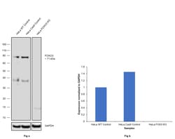 Invitrogen FOXO3A Monoclonal Antibody (K.115.9) 100 &mu;L; Unconjugated:Antibodies,