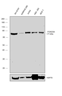 Invitrogen FOXO3A Monoclonal Antibody (K.115.9) 100 &mu;L; Unconjugated:Antibodies,
