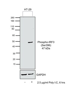 Invitrogen Phospho-IRF3 (Ser396) Monoclonal Antibody (E.875.8) 100 &mu;L;