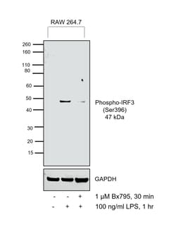 Invitrogen Phospho-IRF3 (Ser396) Monoclonal Antibody (E.875.8) 100 &mu;L;
