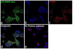 Invitrogen p38 MAPK beta Monoclonal Antibody (F.10.8) 100 &mu;L; Unconjugated:Antibodies,