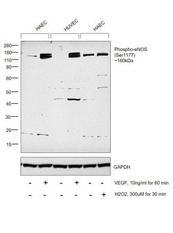 Invitrogen Phospho-eNOS (Ser1177) Monoclonal Antibody (H.83.2) 100 &mu;L;