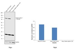 Invitrogen Catenin alpha-1 Monoclonal Antibody (J.783.6) 100 &mu;L; Unconjugated:Antibodies,
