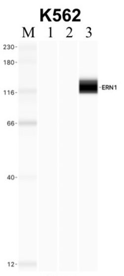 Invitrogen IRE1 alpha Monoclonal Antibody (J.607.10) 100 &mu;L; Unconjugated:Antibodies,