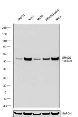 Invitrogen SMAD2 Monoclonal Antibody (R.542.9) 100 &mu;L; Unconjugated:Antikroppar