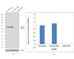 Invitrogen SMAD2 Monoclonal Antibody (R.542.9) 100 &mu;L; Unconjugated:Antikroppar