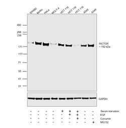 Invitrogen&trade;&nbsp;RICTOR Monoclonal Antibody (J.644.6)