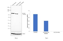 Invitrogen&trade;&nbsp;RICTOR Monoclonal Antibody (J.644.6)