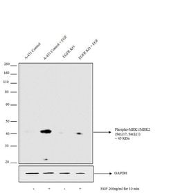 Invitrogen Phospho-MEK1/MEK2 (Ser217, Ser221) Monoclonal Antibody (C.158.9)