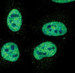 Invitrogen Phospho-STAT1 (Tyr701) Monoclonal Antibody (S.213.5) 100 &mu;L;