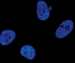 Invitrogen Phospho-STAT1 (Tyr701) Monoclonal Antibody (S.213.5) 100 &mu;L;