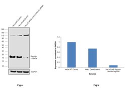 Invitrogen Survivin Monoclonal Antibody (J.33.5) 100 &mu;L; Unconjugated:Antibodies,