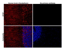 Invitrogen GFAP Monoclonal Antibody (S.880.0) 100 &mu;L; Unconjugated:Antikroppar
