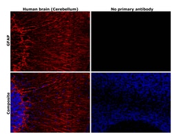 Invitrogen GFAP Monoclonal Antibody (S.880.0) 100 &mu;L; Unconjugated:Antikroppar