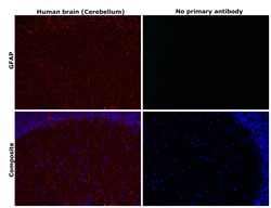 Invitrogen GFAP Monoclonal Antibody (S.880.0) 100 &mu;L; Unconjugated:Antikroppar