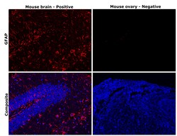 Invitrogen GFAP Monoclonal Antibody (S.880.0) 100 &mu;L; Unconjugated:Antikroppar