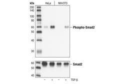 Invitrogen Phospho-SMAD2 (Ser465, Ser467) Monoclonal Antibody (H.205.4)