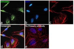 Invitrogen p70 S6 Kinase Monoclonal Antibody (T.527.6) 100 &mu;L; Unconjugated:Antibodies,