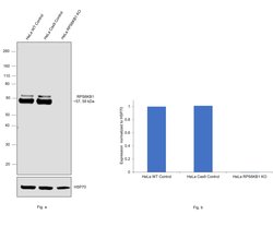Invitrogen p70 S6 Kinase Monoclonal Antibody (T.527.6) 100 &mu;L; Unconjugated:Antibodies,
