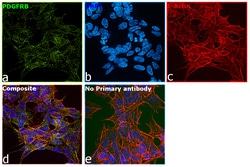 Invitrogen PDGFRB Monoclonal Antibody (G.290.3) 100 &mu;L; Unconjugated:Antibodies,