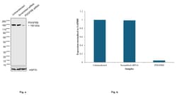 Invitrogen PDGFRB Monoclonal Antibody (G.290.3) 100 &mu;L; Unconjugated:Antibodies,