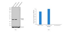 Invitrogen IkB alpha Monoclonal Antibody (G.759.2) 100 &mu;L; Unconjugated:Antibodies,