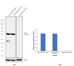 Invitrogen c-Jun Monoclonal Antibody (C.238.2) 100 &mu;L | Buy Online | Invitrogen&trade; | Fisher Scientific