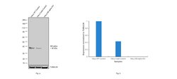 Invitrogen IkB alpha Monoclonal Antibody (F.4.4) 100 &mu;L; Unconjugated:Antibodies,