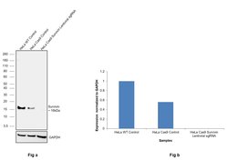 Invitrogen Survivin Monoclonal Antibody (H.987.7) 100 &mu;L; Unconjugated:Antikörper