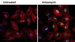 Phospho-JNK1/JNK2 (Thr183, Tyr185) Monoclonal Antibody (E.665.10), Invitrogen