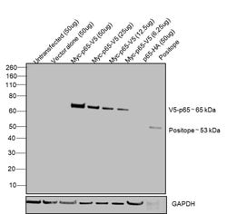 Invitrogen&trade;&nbsp;V5 Tag Monoclonal Antibody (E10/V4RR), HRP