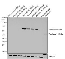 V5 Tag Monoclonal Antibody (E10/V4RR), Invitrogen 100 &mu;g; Unconjugated:Antibodies,