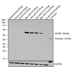 V5 Tag Monoclonal Antibody (E10/V4RR), Invitrogen 100 &mu;g; Unconjugated:Antibodies,