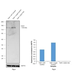 Invitrogen CD31 Monoclonal Antibody (2F7B2) 100 &mu;L | Buy Online | Invitrogen&trade; | Fisher Scientific