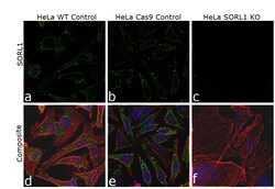 Invitrogen SORL1 Monoclonal Antibody (3B6B11) 100 &mu;L; Unconjugated:Antibodies,