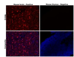 Invitrogen S100B Monoclonal Antibody (9A11B9) 100 &mu;L; Unconjugated:Antibodies,