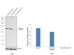 Invitrogen Calreticulin Monoclonal Antibody (1G6A7) 100 &mu;g; Unconjugated:Antibodies,