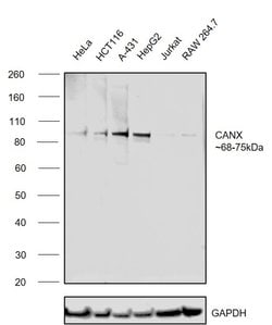 Invitrogen Calnexin Monoclonal Antibody (3H4A7) 100 &mu;L; Unconjugated:Antibodies,