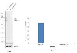Invitrogen SND1 Monoclonal Antibody (2D7) 100 &mu;L; Unconjugated:Antibodies,