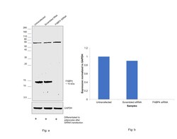 Invitrogen FABP4 Monoclonal Antibody (5H11A4E11) 100 &mu;L; Unconjugated:Antibodies,