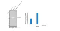 Invitrogen Cytokeratin 8 Monoclonal Antibody (8A5D12) 100 &mu;L; Unconjugated:Antibodies,