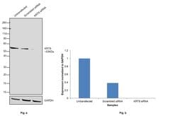 Invitrogen Cytokeratin 8 Monoclonal Antibody (8A5D12) 100 &mu;L; Unconjugated:Antibodies,