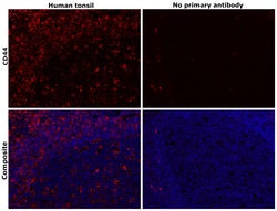 Invitrogen CD44 Monoclonal Antibody (8E2F3) 100 &mu;L; Unconjugated:Antibodies,