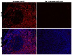 Invitrogen CD44 Monoclonal Antibody (8E2F3) 100 &mu;L; Unconjugated:Antibodies,