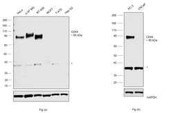 Invitrogen CD44 Monoclonal Antibody (8E2F3) 100 &mu;L; Unconjugated:Antibodies,