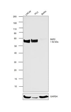Invitrogen SKP2 Monoclonal Antibody (6G9D10) 100 &mu;L; Unconjugated:Antibodies,