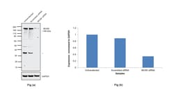 Invitrogen MUSK Monoclonal Antibody (10A4) 100 &mu;L; Unconjugated:Antibodies,